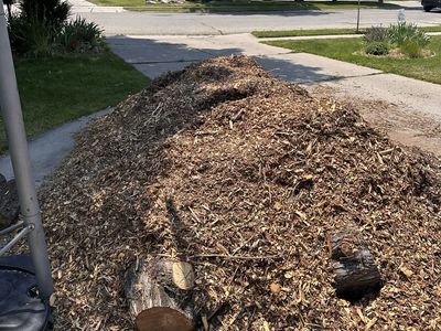 FREE Pine wood chips and logs