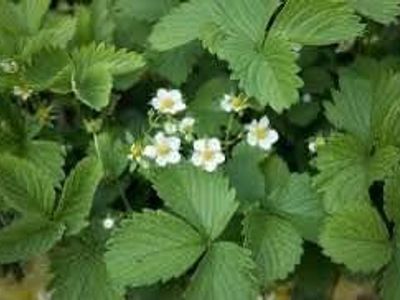 Strawberry Starts for Sale