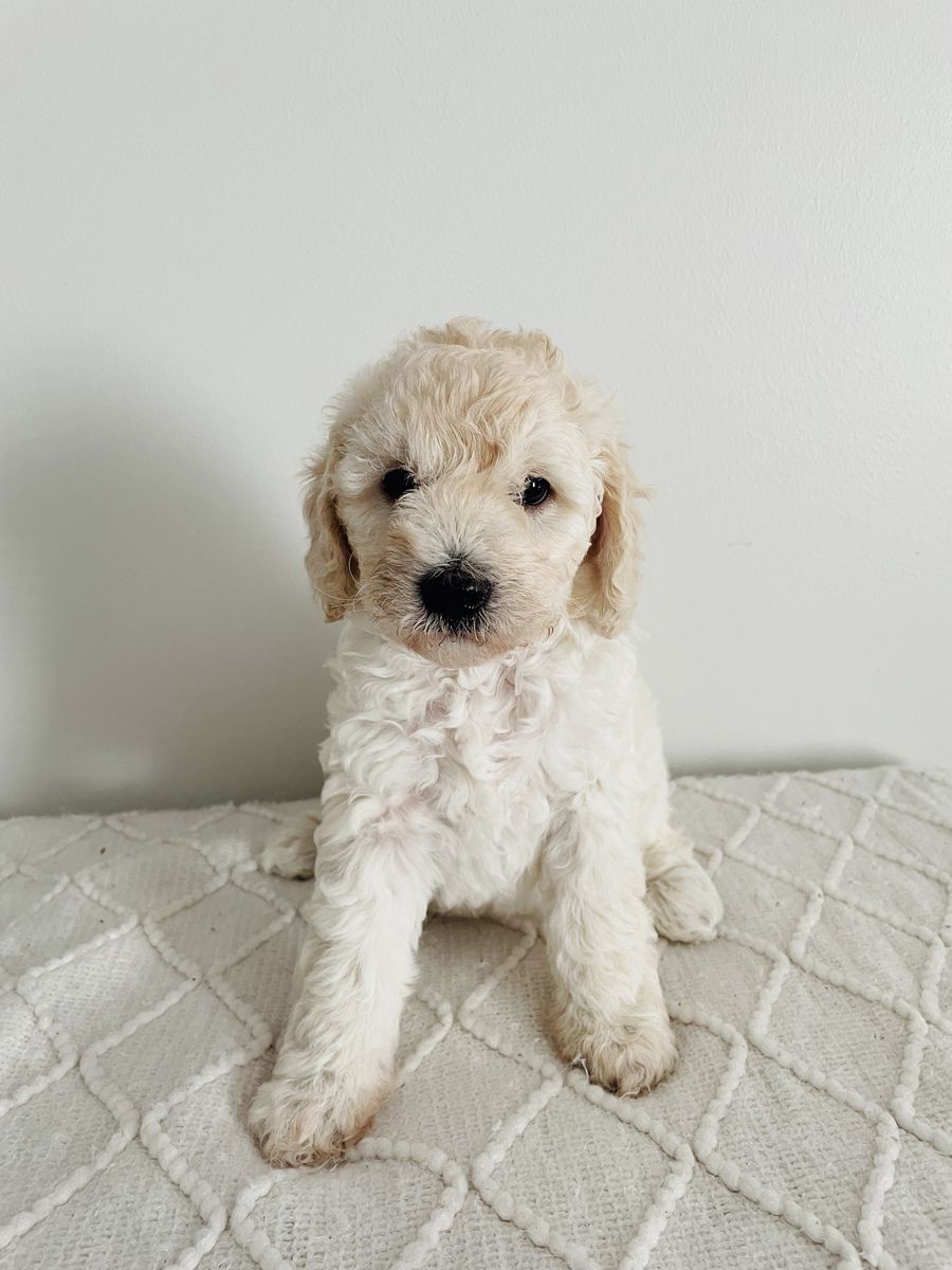 Mini Double Doodle Puppies for Sale