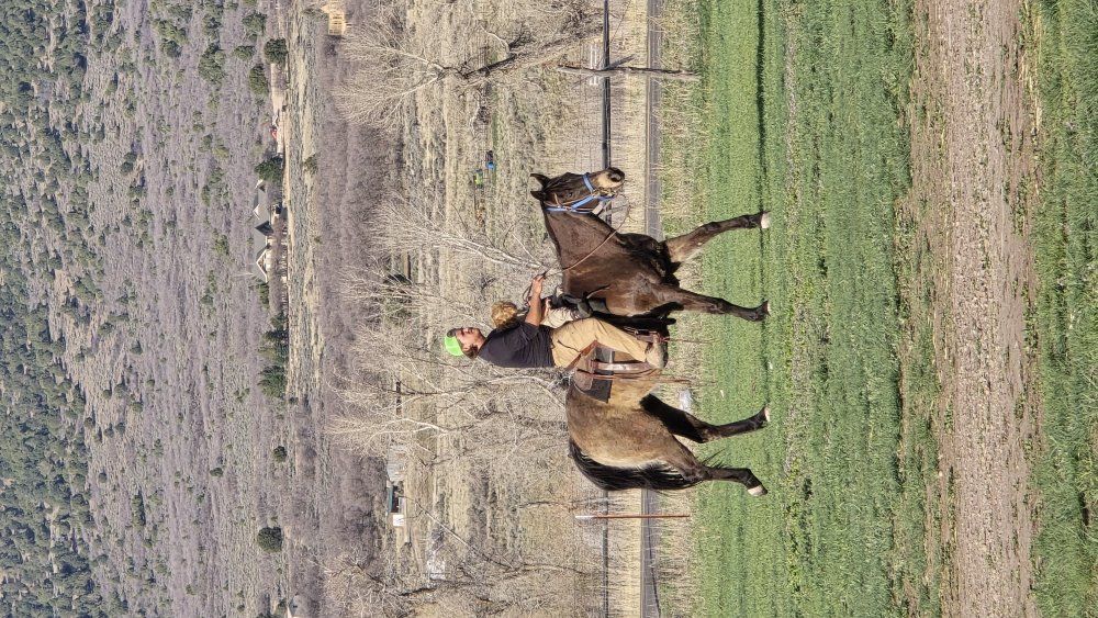 Sooty Buckskin family horse