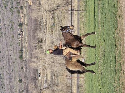 Sooty Buckskin family horse