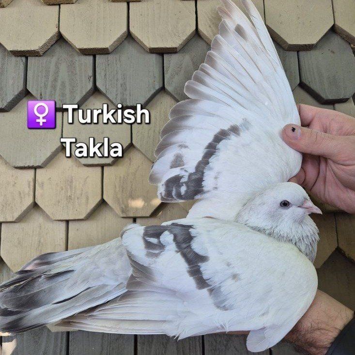 Female Turkish Takla Pigeon