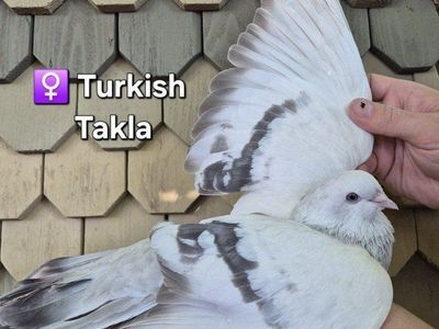 Female Turkish Takla Pigeon