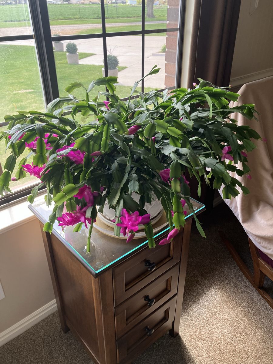Huge Christmas Cactus In Very Nice Pot