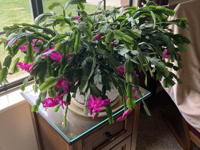 Huge Christmas Cactus In Very Nice Pot