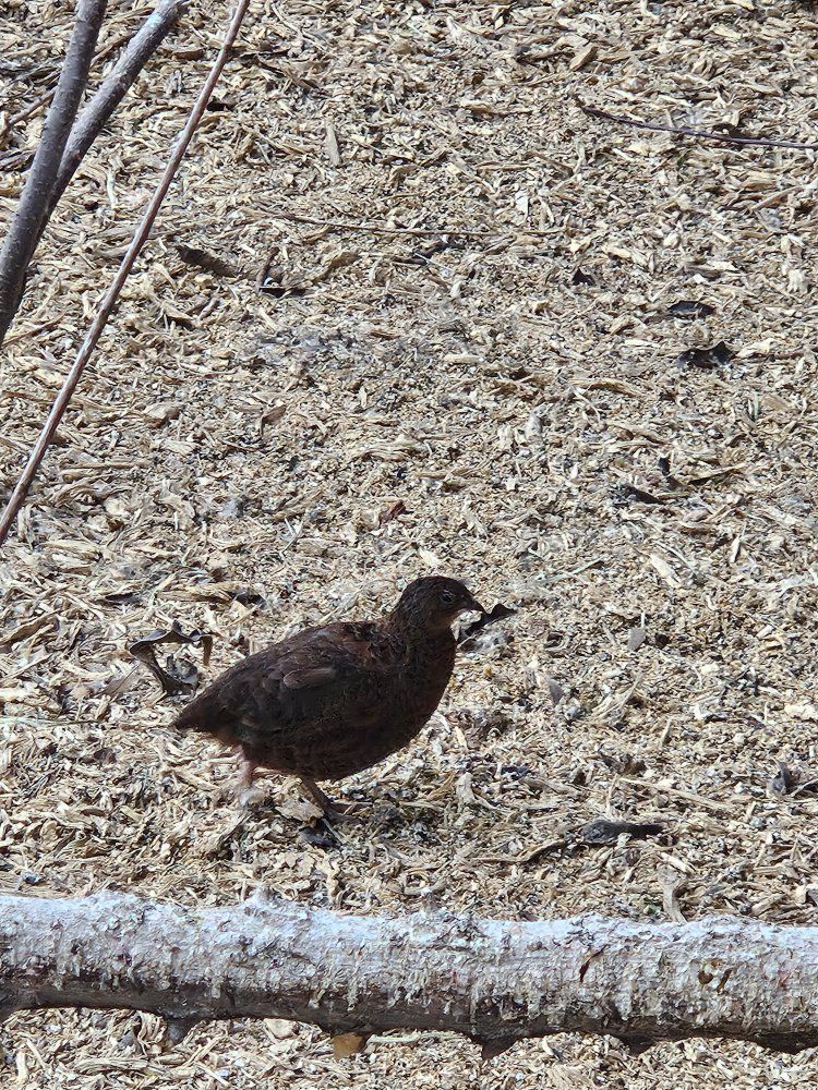 Contornix quails Male and femlae with cage