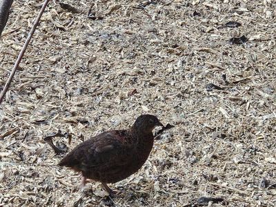 Contornix quails Male and femlae with cage