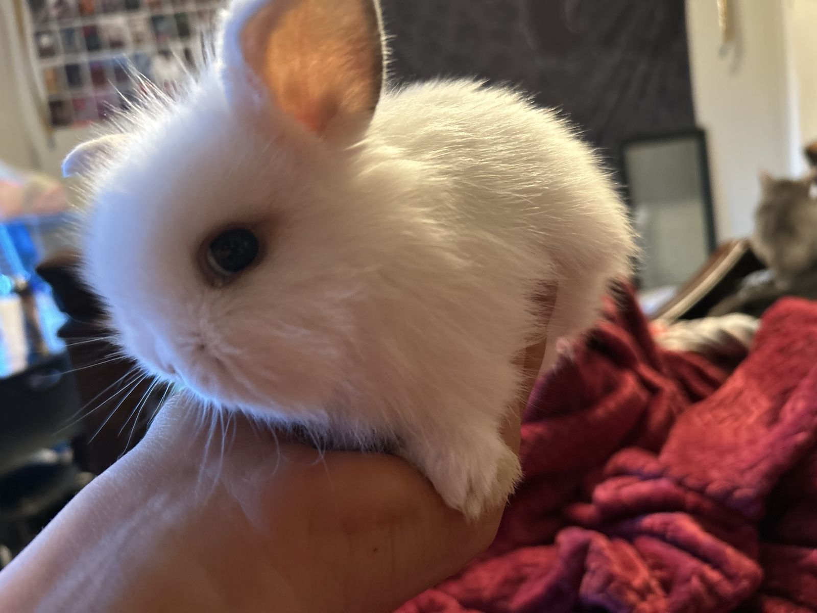 Holland lop / Lion head baby bunnies!!