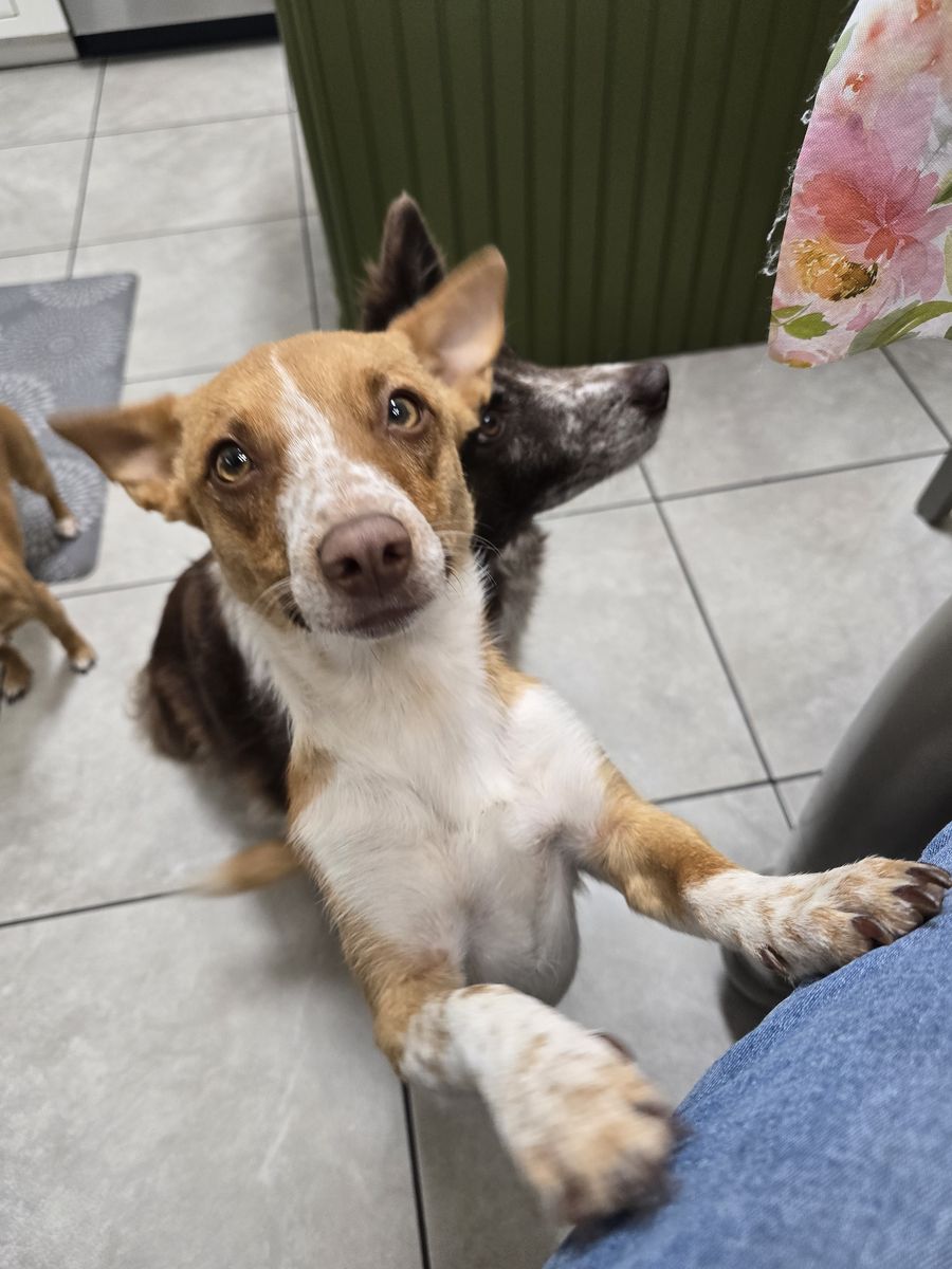 Chihuahua bordercolie mix