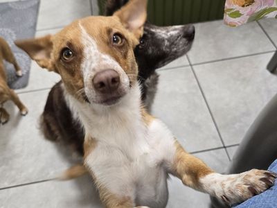 Chihuahua bordercolie mix