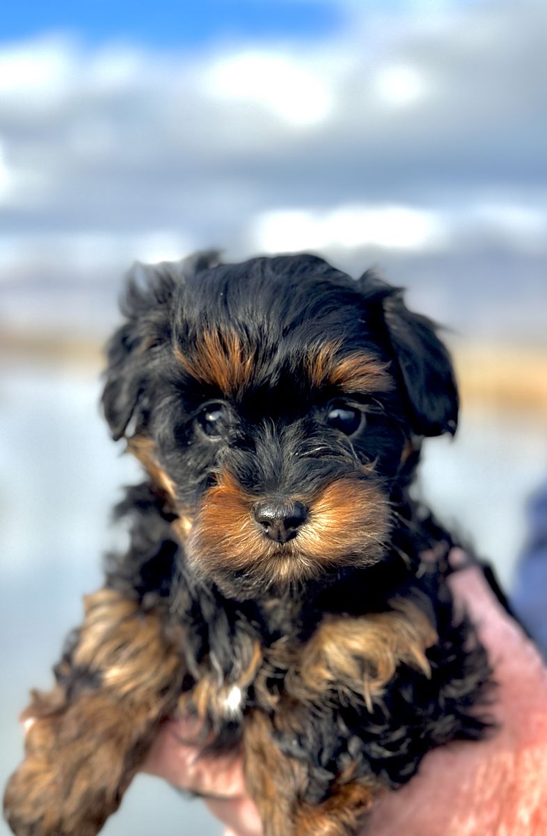 Tiny Toy Yorkiepoo Boy Puppy Ready 3/21