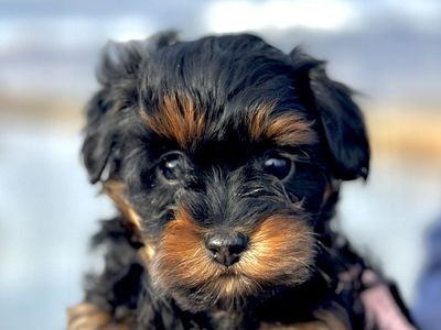 Tiny Toy Yorkiepoo Boy Puppy Ready 3/21
