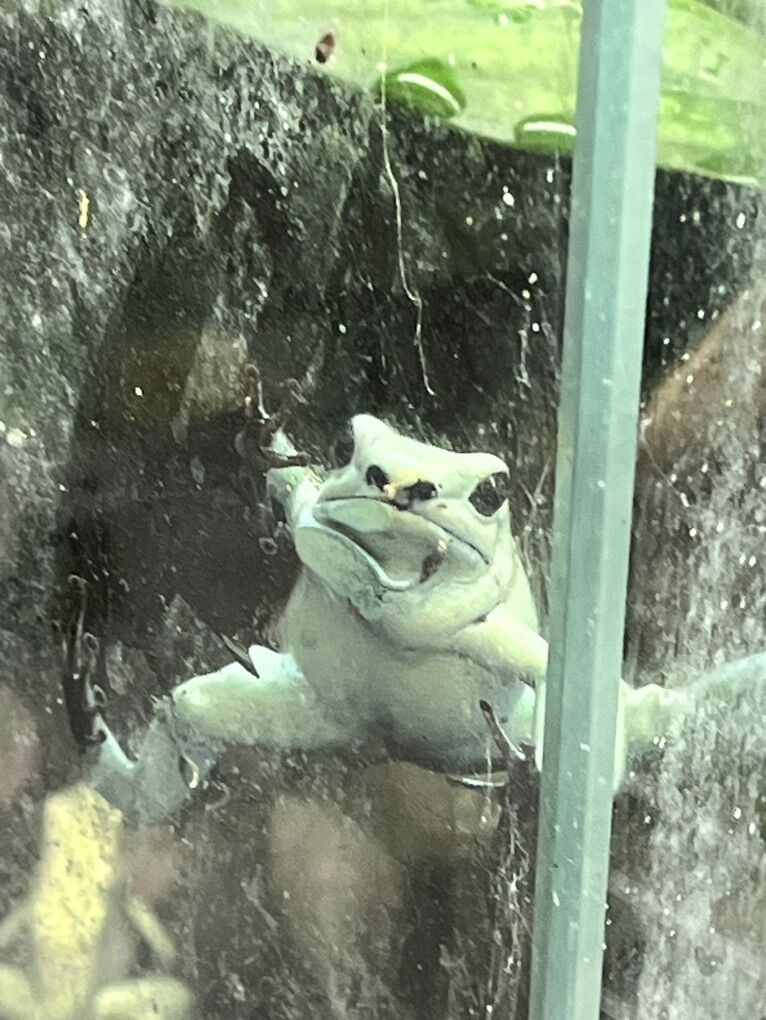 Mint Dart Frog Babies