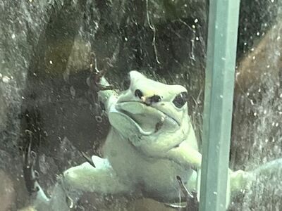 Mint Dart Frog Babies