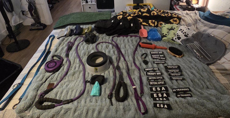 dog items and supplies