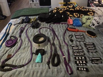 dog items and supplies