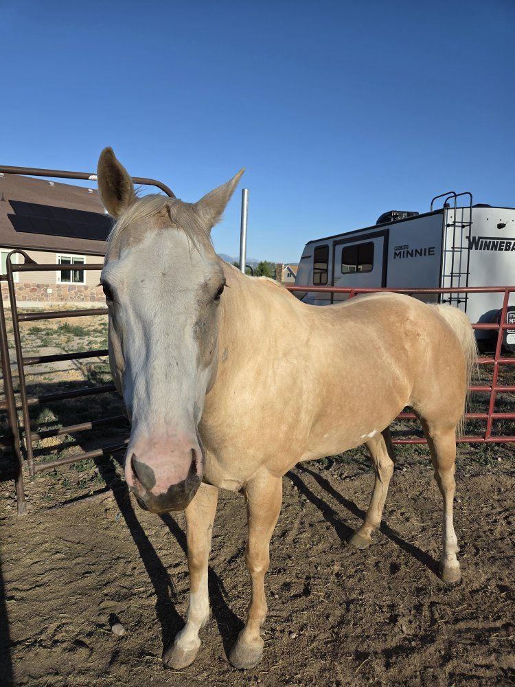 What  a great horse