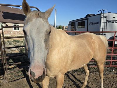 What a great horse