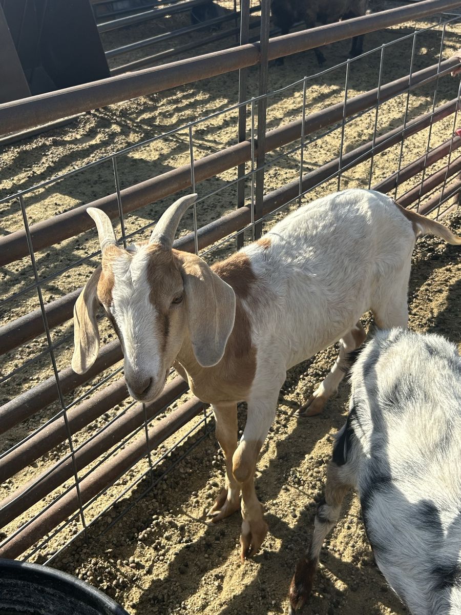 Goats for Sale