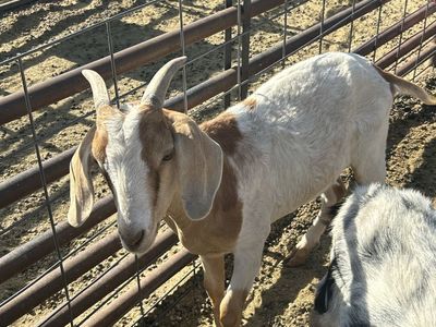 Goats for Sale