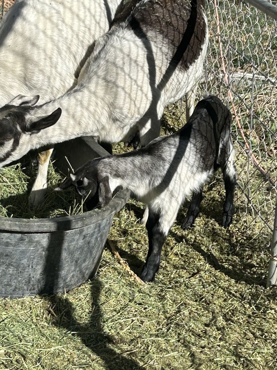 Baby alpines 1 boy 1 girl