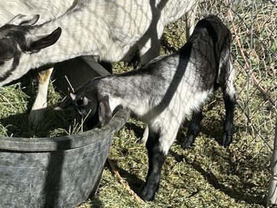 Baby alpines 1 boy 1 girl