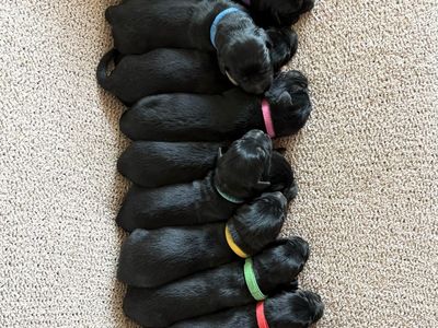 Border Retriever Puppies (Golden Retriever × Border Collie) – Raised With Exceptional Care