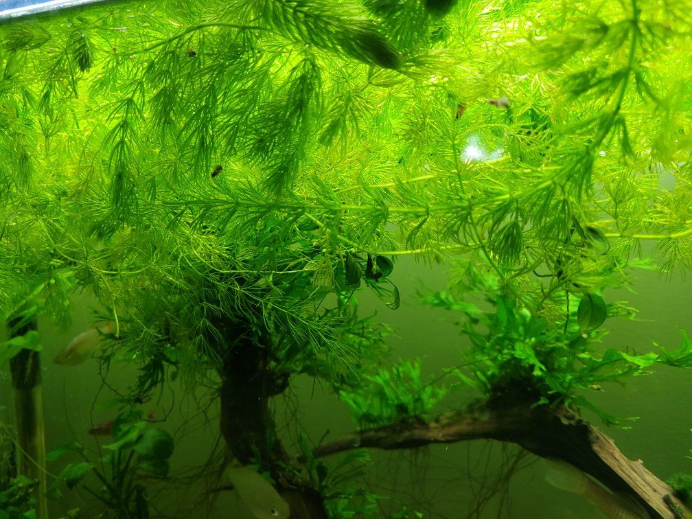Hornwort plant