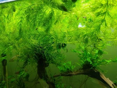Hornwort plant