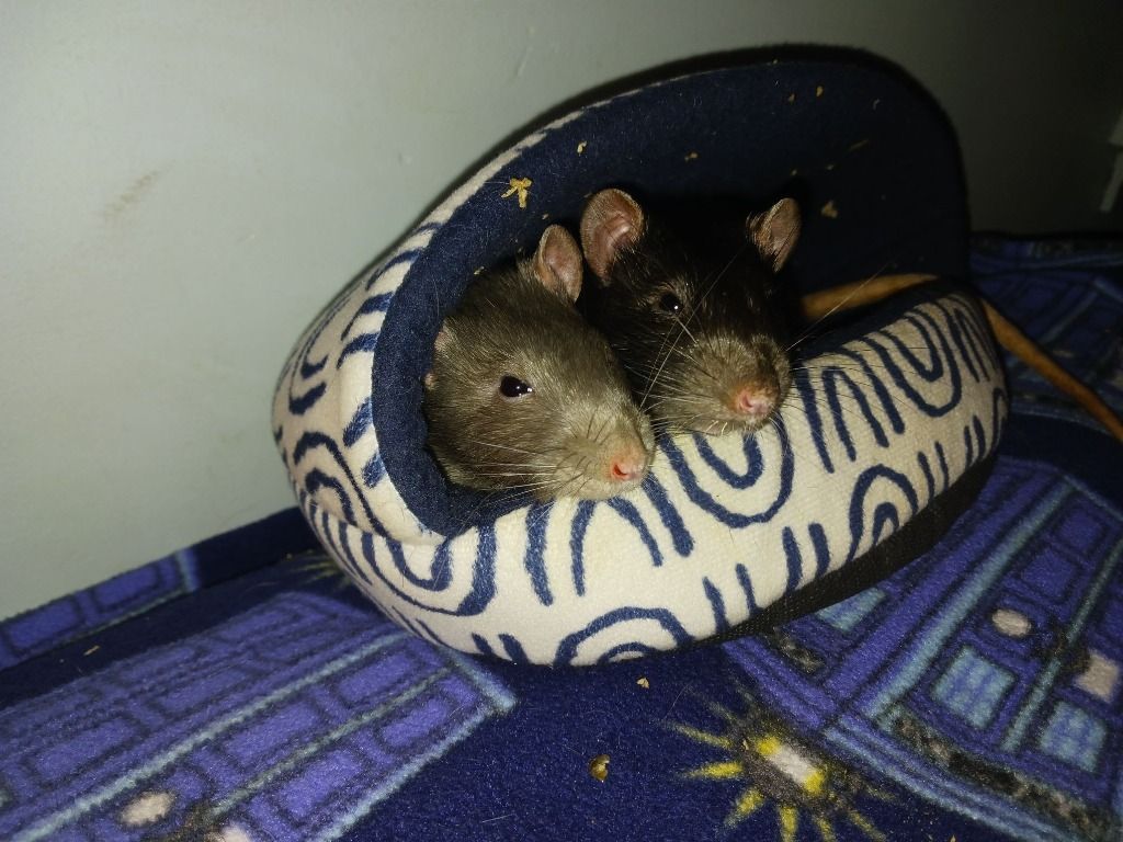 Bandit and Rascal the Pet Rats