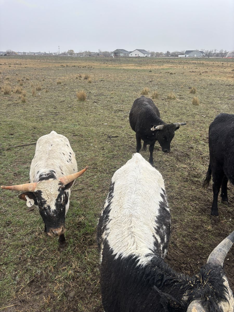 Fresh Corriente Roping Steers