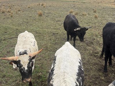 Fresh Corriente Roping Steers