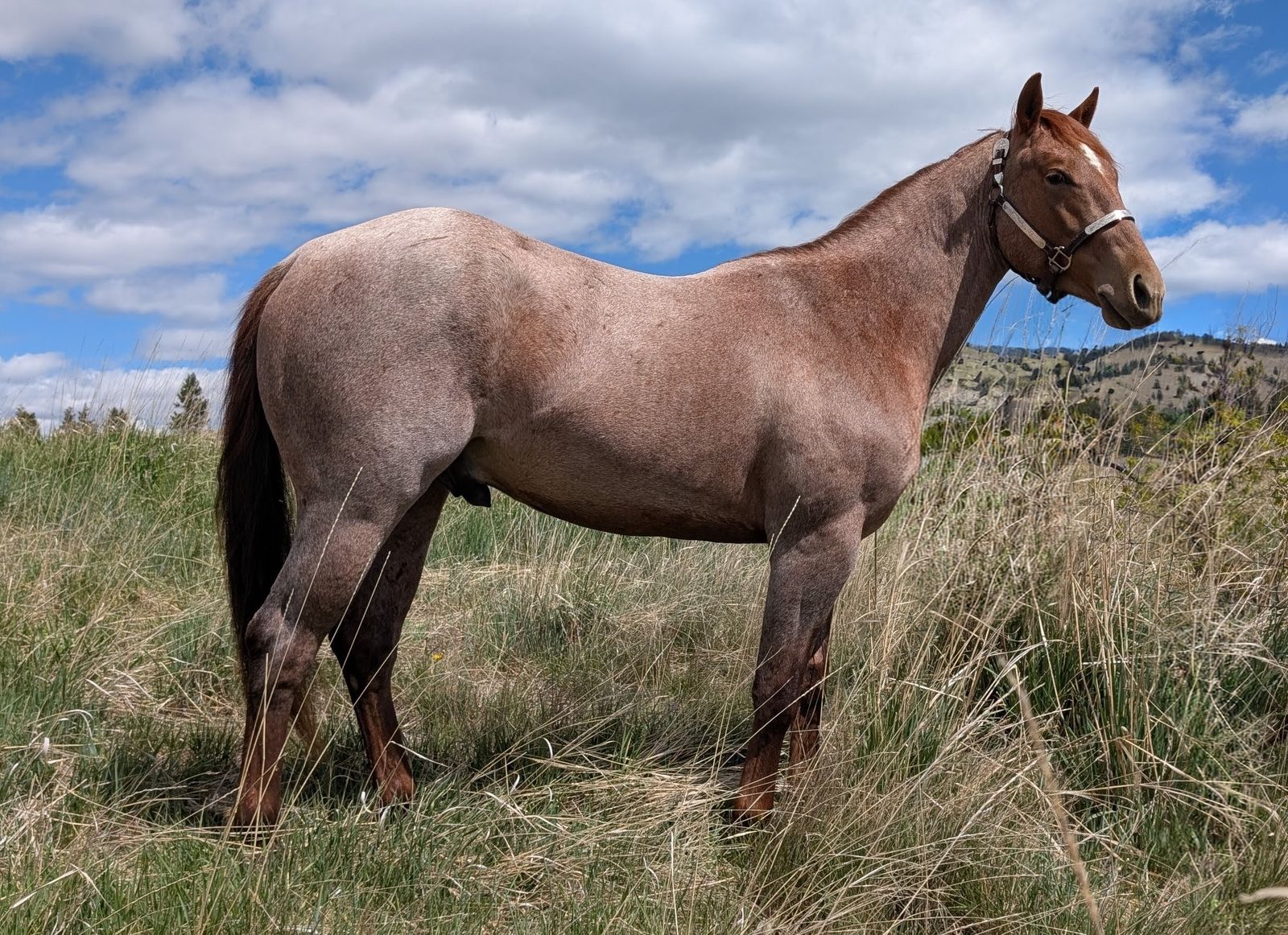 Cutting - 2024 AQHA Stud by Once in a Blu Boon, red roan