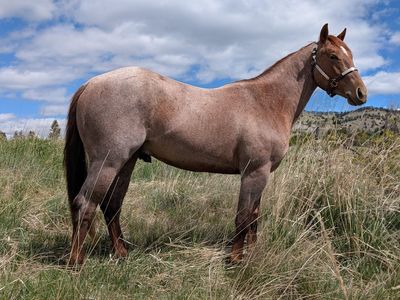 Cutting - 2024 AQHA Stud by Once in a Blu Boon, red roan