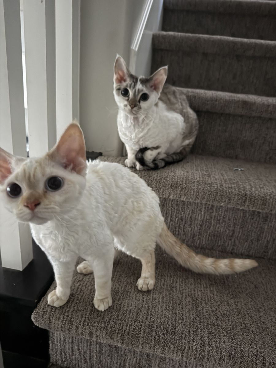 Pair of Rare Devon Rex Hypoallergenic SOFT kittens