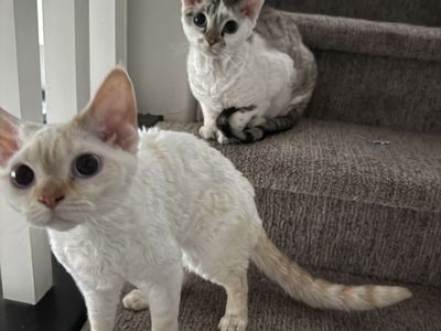 Pair of Rare Devon Rex Hypoallergenic SOFT kittens