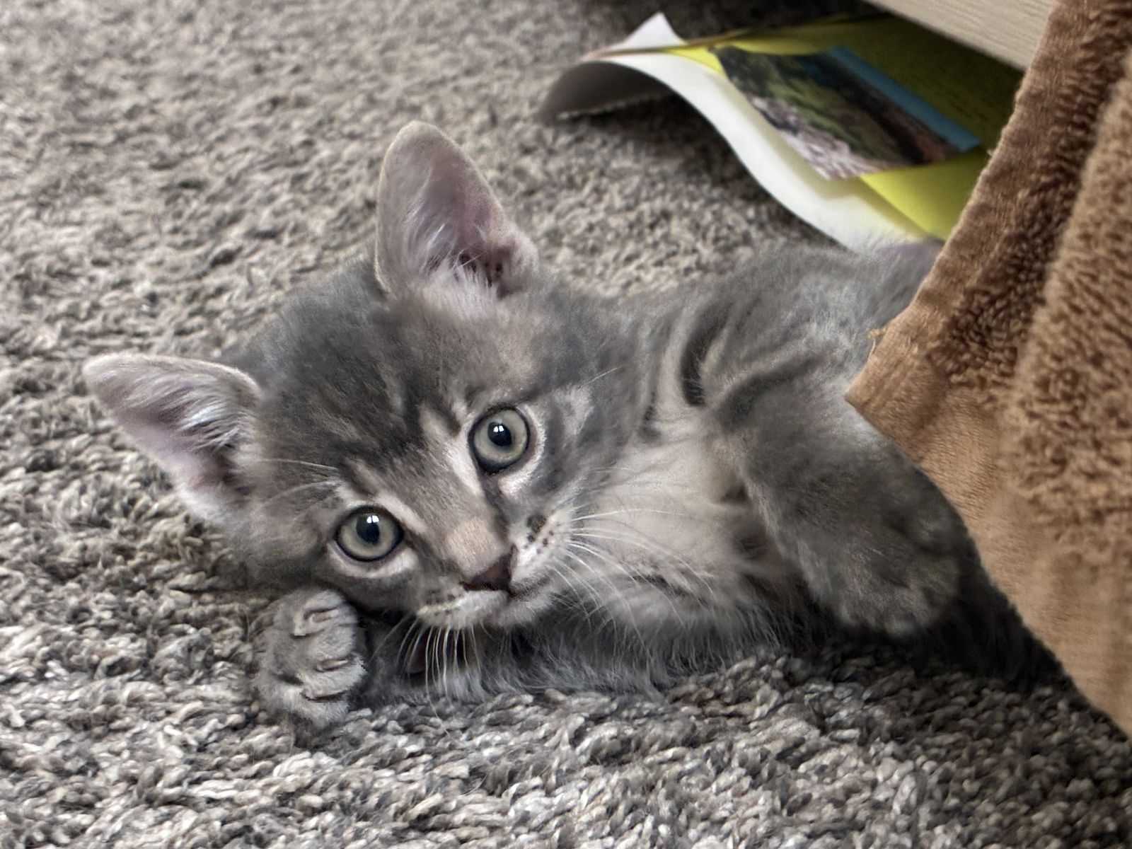 Kittens for sale