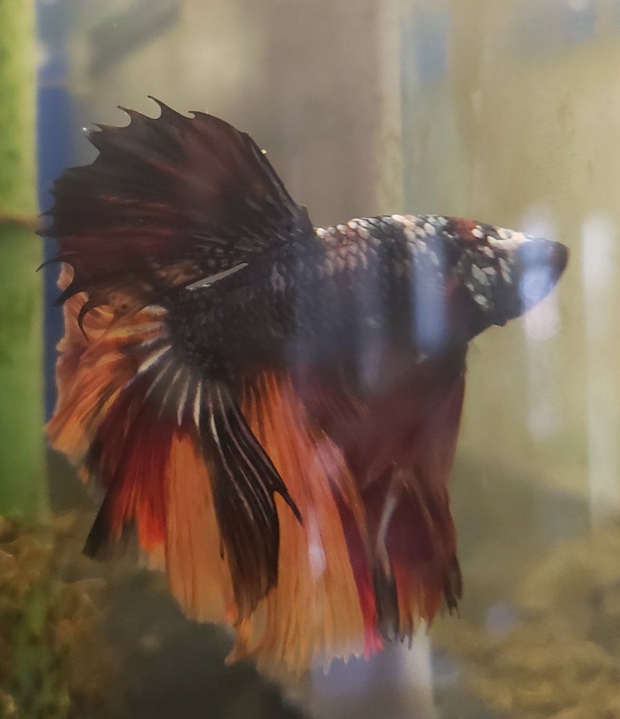 Import halfmoon Betta