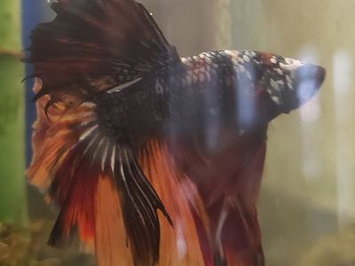 Import halfmoon Betta