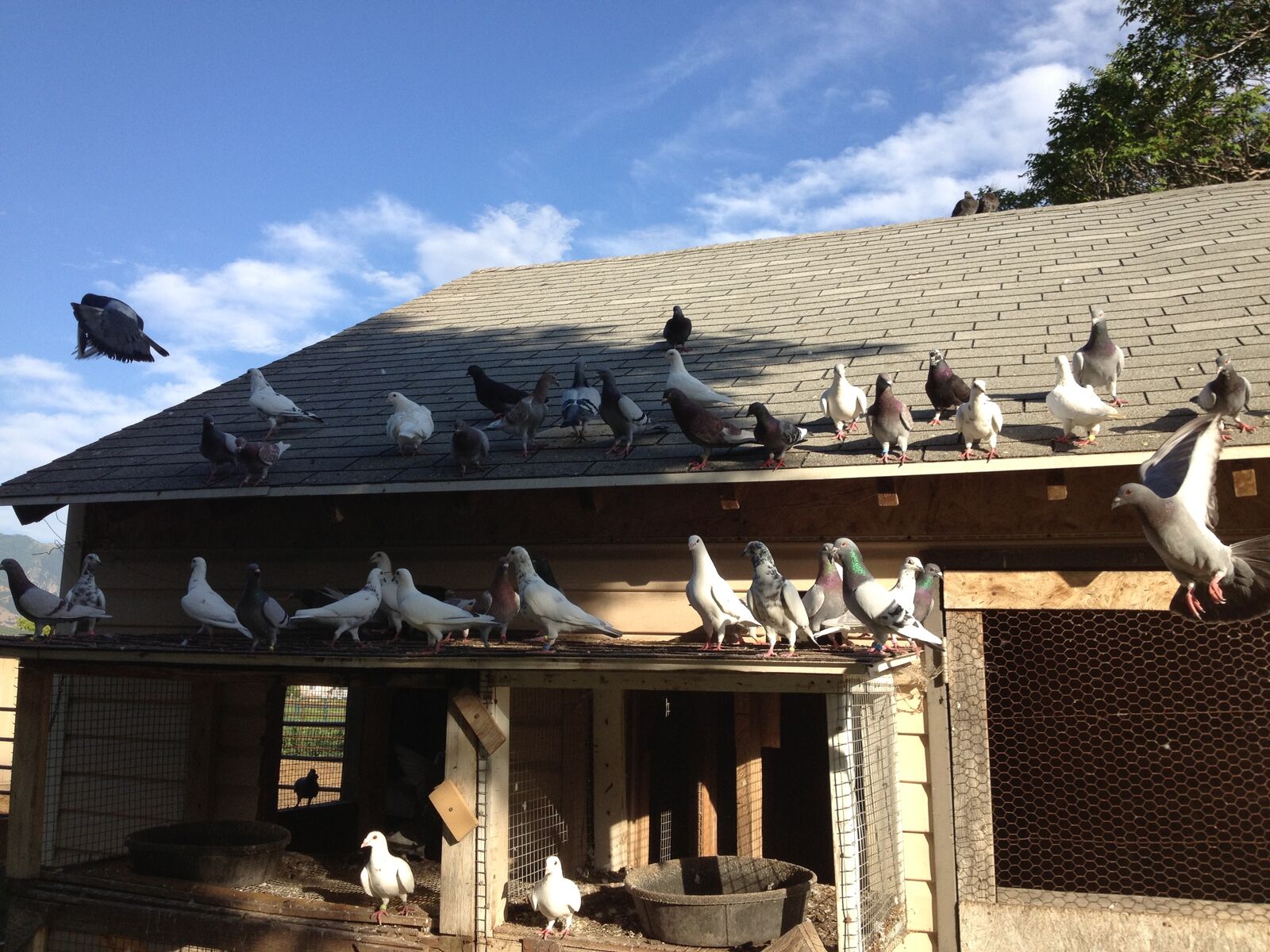 young Homing pigeons
