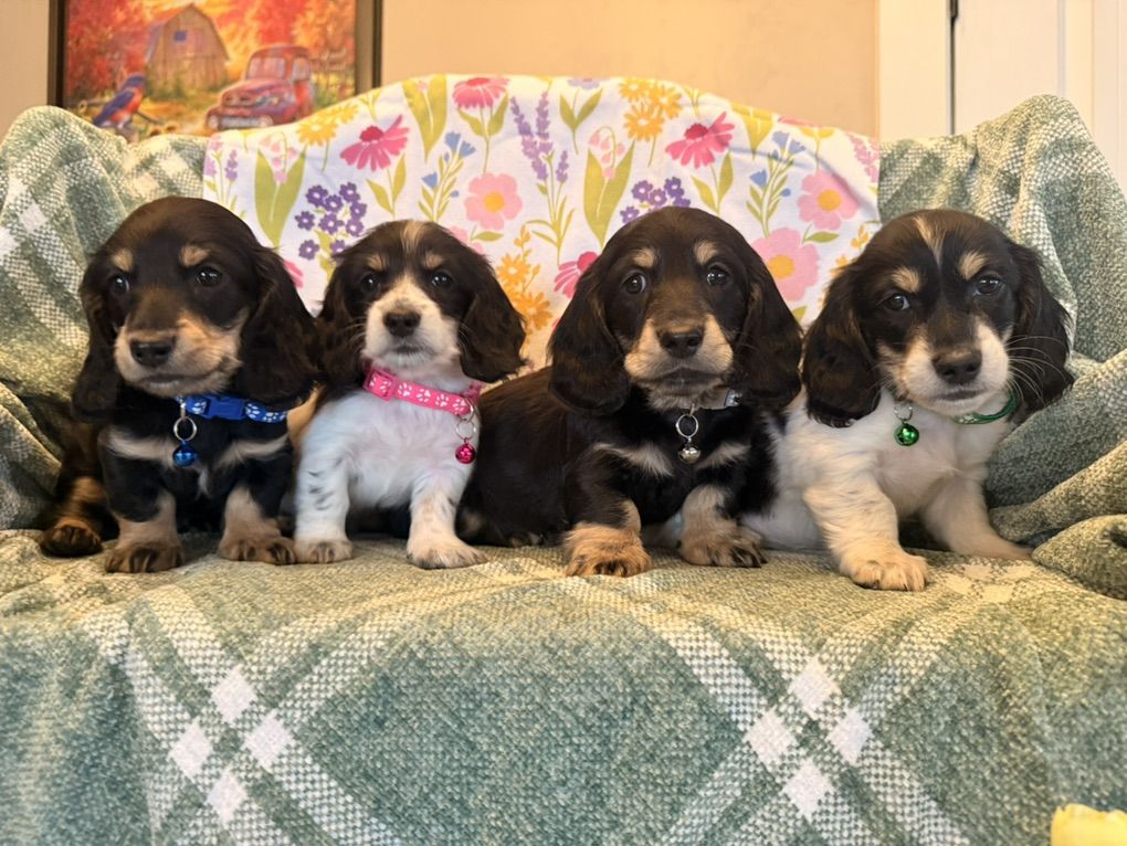 Long Hair Dachshund Puppies