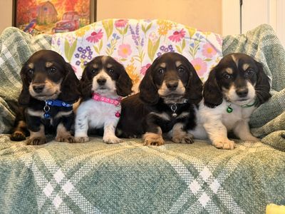 Long Hair Dachshund Puppies