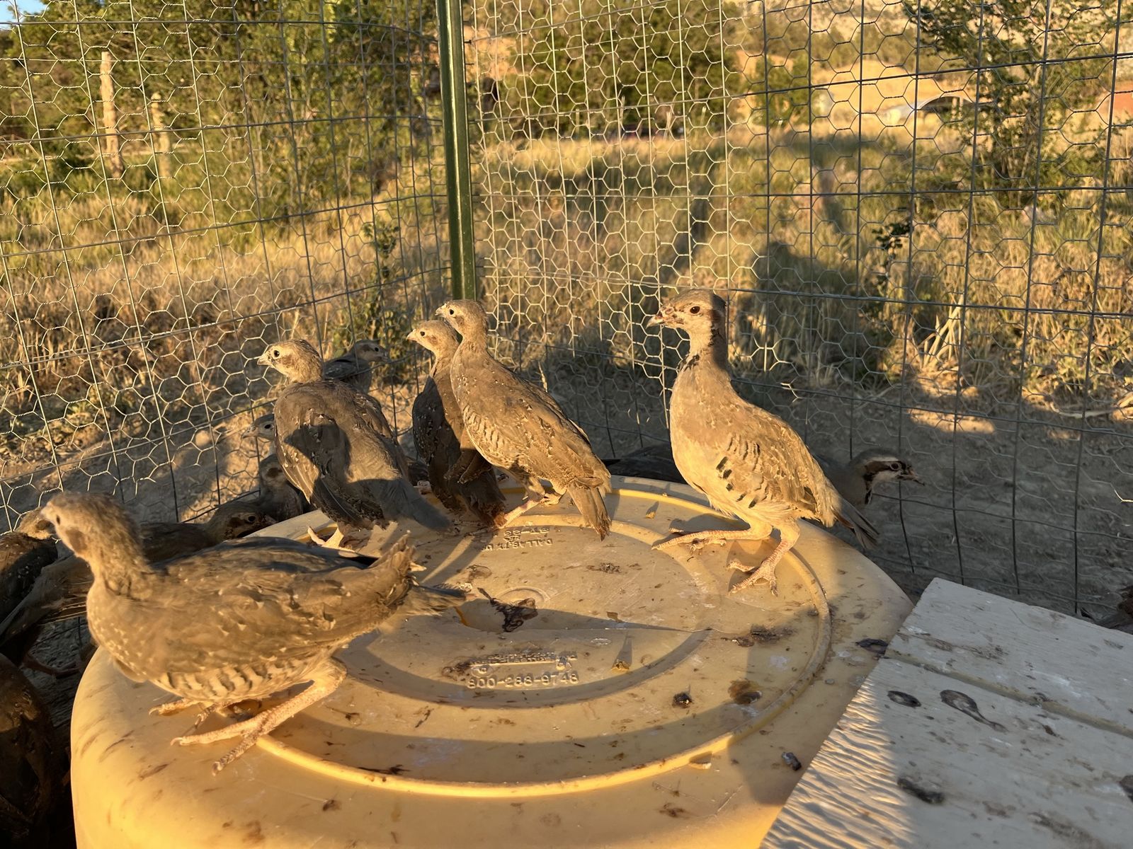 Young Chukar Partridge - Fully Feathered & Flying