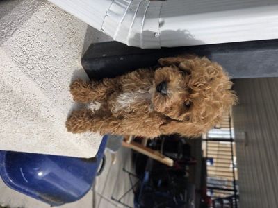 Micro 6-7lb Cavapoo puppy King Charles-Toy poodle