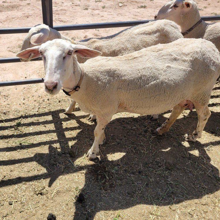 Dairy Ewes in Milk