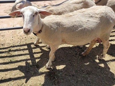 Dairy Ewes in Milk