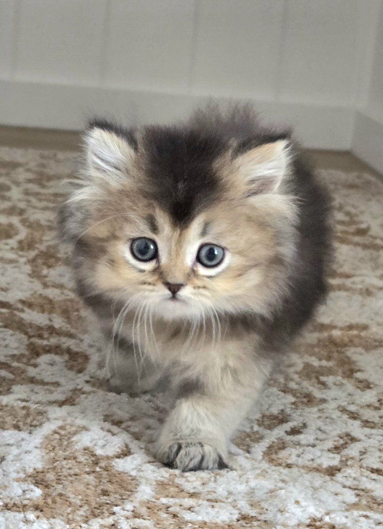 Purebred British Longhair Kitten