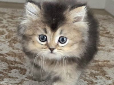 Purebred British Longhair Kitten