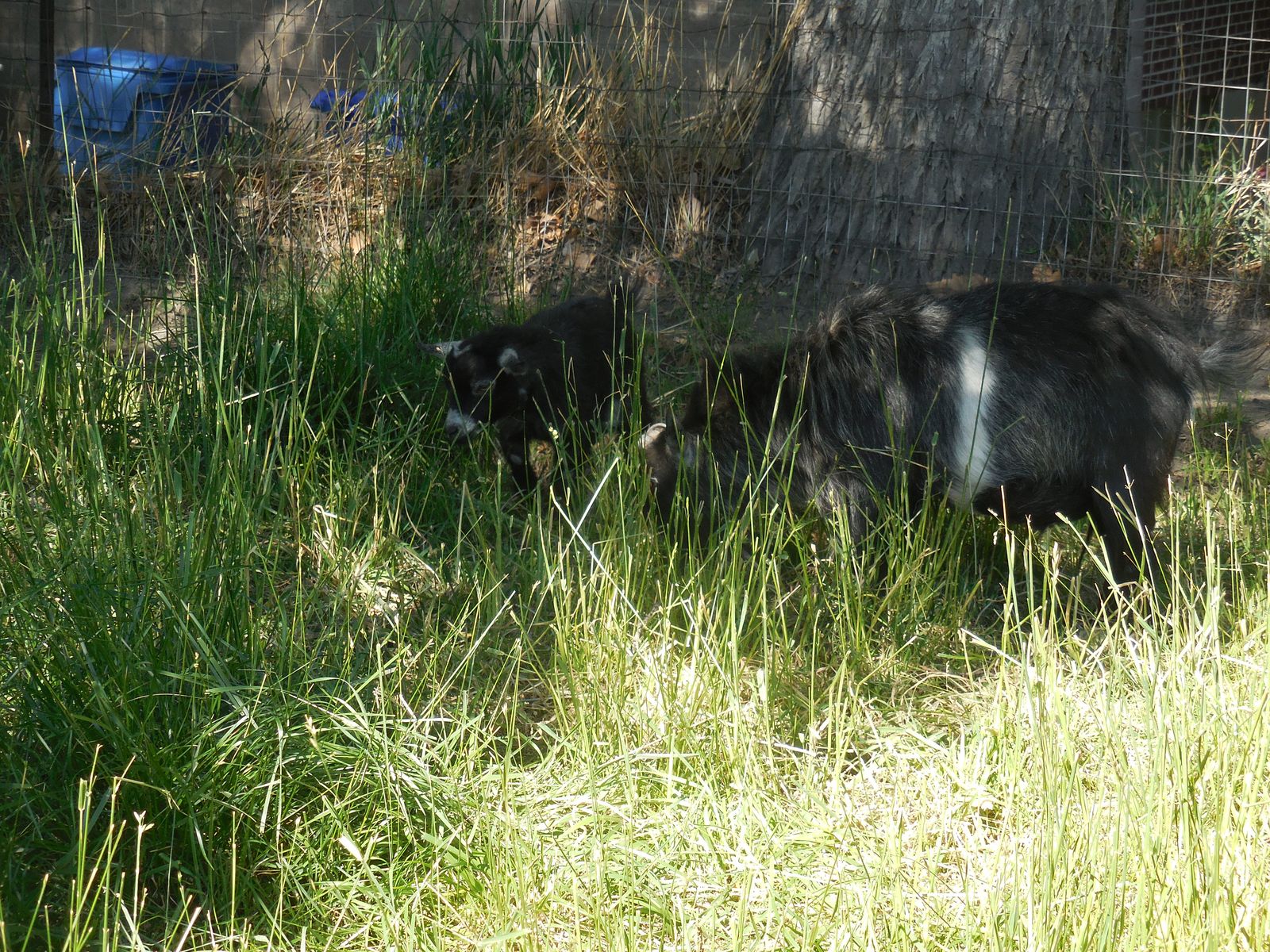 pygmy goats two in Murray.  Good for pets, eating weeds, or meat.  $65 each or two for $100.  CALL MAX 801-261-1922 landline