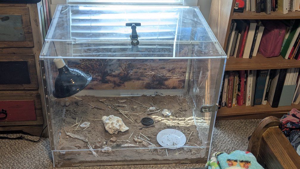 Reptile Enclosure 🦎 Lizard/snake tank